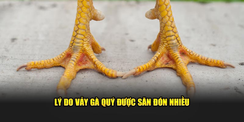 Lý do vảy gà quý được săn đón nhiều