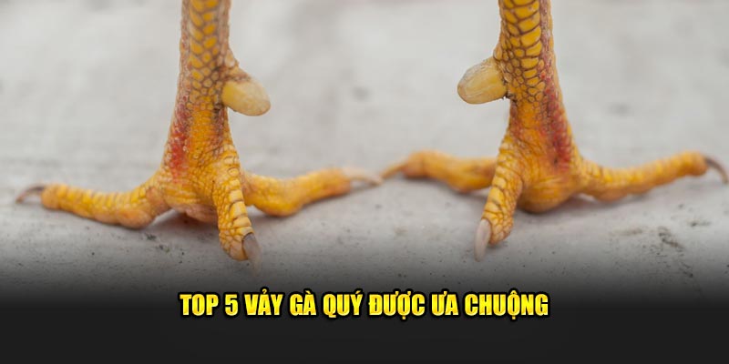 Top 5 vảy gà quý được ưa chuộng