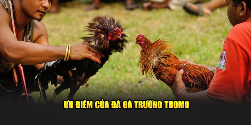 Ưu điểm của đá gà trường Thomo