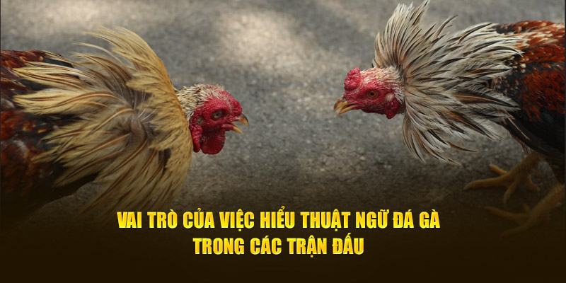Vai trò của việc hiểu thuật ngữ đá gà trong các trận đấu