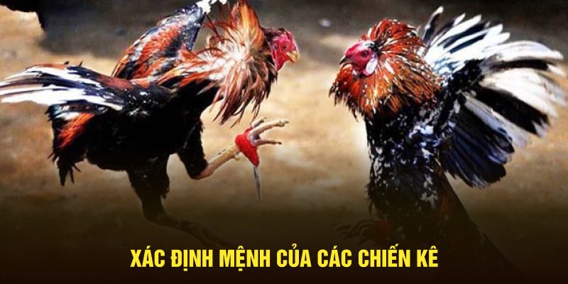 Xác định mệnh của các chiến kê tham gia trận đấu